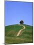 Oak Tree on a Field in the Tuscany-Herbert Kehrer-Mounted Photographic Print