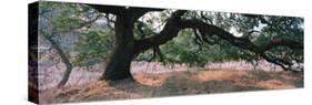 Oak Tree on a Field, Sonoma County, California, USA-null-Stretched Canvas