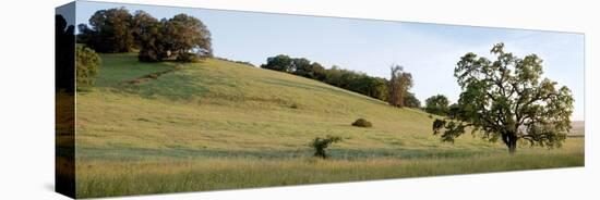 Oak Tree Pano #91-Alan Blaustein-Stretched Canvas