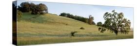 Oak Tree Pano #91-Alan Blaustein-Stretched Canvas