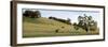 Oak Tree Pano #91-Alan Blaustein-Framed Photographic Print