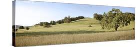 Oak Tree Pano #99-Alan Blaustein-Stretched Canvas