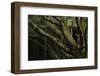 Oak Tree (Quercus Sp) with Ropes for Climbing and a Wooden Pallet to Create a Platform-Solvin Zankl-Framed Photographic Print