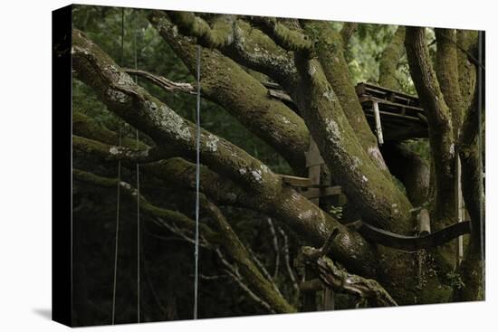 Oak Tree (Quercus Sp) with Ropes for Climbing and a Wooden Pallet to Create a Platform-Solvin Zankl-Stretched Canvas