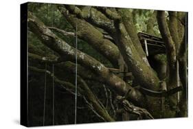 Oak Tree (Quercus Sp) with Ropes for Climbing and a Wooden Pallet to Create a Platform-Solvin Zankl-Stretched Canvas