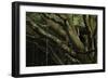 Oak Tree (Quercus Sp) with Ropes for Climbing and a Wooden Pallet to Create a Platform-Solvin Zankl-Framed Photographic Print