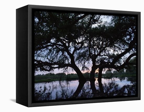 Oak Tree Silhouette at Sunset, Texas, USA-Rolf Nussbaumer-Framed Stretched Canvas