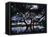 Oak Tree Silhouette at Sunset, Texas, USA-Rolf Nussbaumer-Framed Stretched Canvas