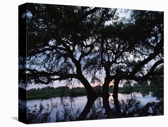 Oak Tree Silhouette at Sunset, Texas, USA-Rolf Nussbaumer-Stretched Canvas