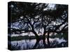 Oak Tree Silhouette at Sunset, Texas, USA-Rolf Nussbaumer-Stretched Canvas