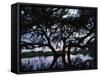 Oak Tree Silhouette at Sunset, Texas, USA-Rolf Nussbaumer-Framed Stretched Canvas