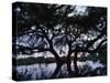 Oak Tree Silhouette at Sunset, Texas, USA-Rolf Nussbaumer-Stretched Canvas
