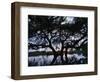 Oak Tree Silhouette at Sunset, Texas, USA-Rolf Nussbaumer-Framed Premium Photographic Print