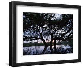 Oak Tree Silhouette at Sunset, Texas, USA-Rolf Nussbaumer-Framed Premium Photographic Print