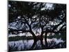 Oak Tree Silhouette at Sunset, Texas, USA-Rolf Nussbaumer-Mounted Premium Photographic Print