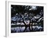 Oak Tree Silhouette at Sunset, Texas, USA-Rolf Nussbaumer-Framed Photographic Print