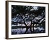 Oak Tree Silhouette at Sunset, Texas, USA-Rolf Nussbaumer-Framed Photographic Print