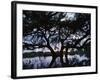 Oak Tree Silhouette at Sunset, Texas, USA-Rolf Nussbaumer-Framed Photographic Print