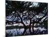 Oak Tree Silhouette at Sunset, Texas, USA-Rolf Nussbaumer-Mounted Photographic Print