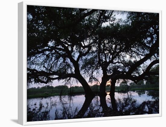 Oak Tree Silhouette at Sunset, Texas, USA-Rolf Nussbaumer-Framed Photographic Print