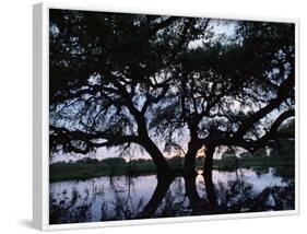 Oak Tree Silhouette at Sunset, Texas, USA-Rolf Nussbaumer-Framed Photographic Print