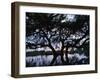 Oak Tree Silhouette at Sunset, Texas, USA-Rolf Nussbaumer-Framed Photographic Print