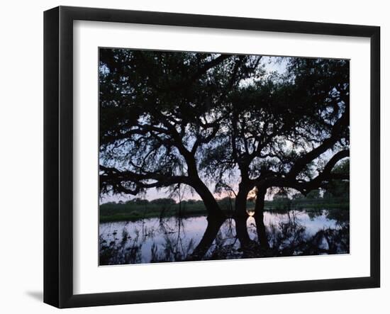 Oak Tree Silhouette at Sunset, Texas, USA-Rolf Nussbaumer-Framed Photographic Print