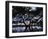 Oak Tree Silhouette at Sunset, Texas, USA-Rolf Nussbaumer-Framed Photographic Print