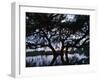 Oak Tree Silhouette at Sunset, Texas, USA-Rolf Nussbaumer-Framed Photographic Print