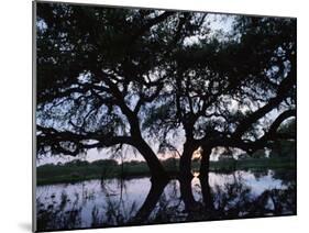 Oak Tree Silhouette at Sunset, Texas, USA-Rolf Nussbaumer-Mounted Photographic Print