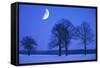 Oak Tree Standing on Field, Winter Evening with Moon-null-Framed Stretched Canvas