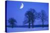 Oak Tree Standing on Field, Winter Evening with Moon-null-Stretched Canvas