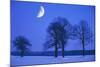 Oak Tree Standing on Field, Winter Evening with Moon-null-Mounted Photographic Print