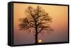 Oak Tree Standing on Field with Winter Sunset-null-Framed Stretched Canvas