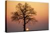 Oak Tree Standing on Field with Winter Sunset-null-Stretched Canvas
