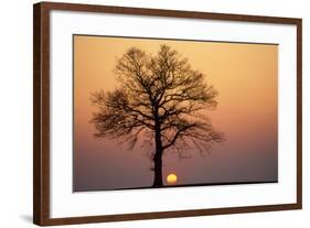 Oak Tree Standing on Field with Winter Sunset-null-Framed Photographic Print