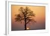 Oak Tree Standing on Field with Winter Sunset-null-Framed Photographic Print