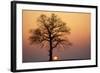 Oak Tree Standing on Field with Winter Sunset-null-Framed Photographic Print