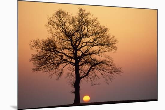 Oak Tree Standing on Field with Winter Sunset-null-Mounted Photographic Print