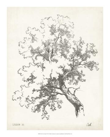https://imgc.allpostersimages.com/img/posters/oak-tree-study_u-L-F5JOG50.jpg?artPerspective=n
