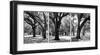 Oak Tree Study-Jeff/Boyce Maihara/Watt-Framed Giclee Print
