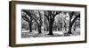 Oak Tree Study-Jeff/Boyce Maihara/Watt-Framed Giclee Print