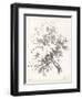 Oak Tree Study-null-Framed Art Print