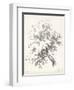 Oak Tree Study-null-Framed Art Print