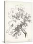 Oak Tree Study-null-Stretched Canvas