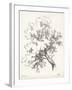 Oak Tree Study-null-Framed Art Print