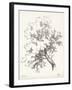 Oak Tree Study-null-Framed Art Print