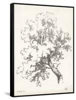 Oak Tree Study-null-Framed Stretched Canvas