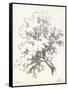 Oak Tree Study-null-Framed Stretched Canvas