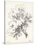 Oak Tree Study-null-Stretched Canvas